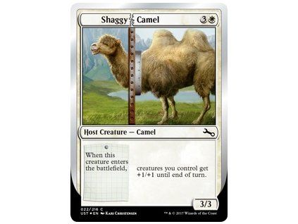 Shaggy Camel