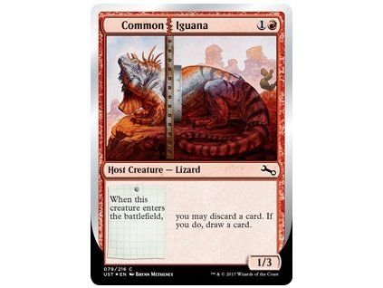Common Iguana