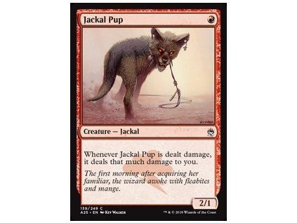 Jackal Pup