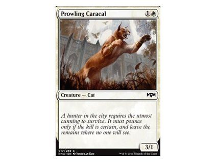 Prowling Caracal
