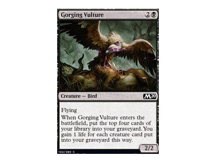 Gorging Vulture