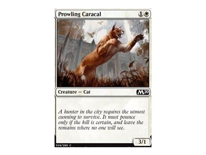 Prowling Caracal