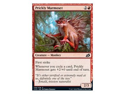 Prickly Marmoset