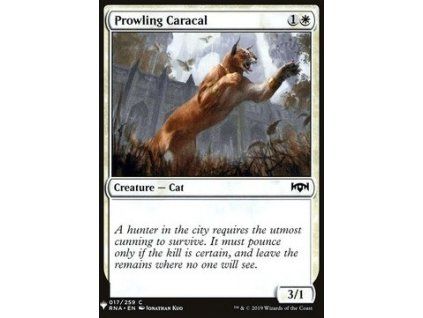 Prowling Caracal