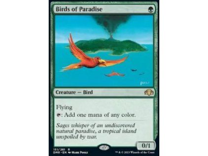 Birds of Paradise