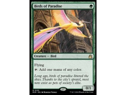 Birds of Paradise