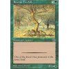 Rowan Treefolk (Foil NE, Stav Near Mint)