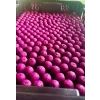 boilies zkvasena svestka