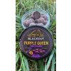 Purple Queen