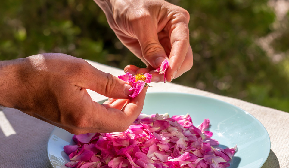Léčivé vlastnosti bulharské damascénské růže