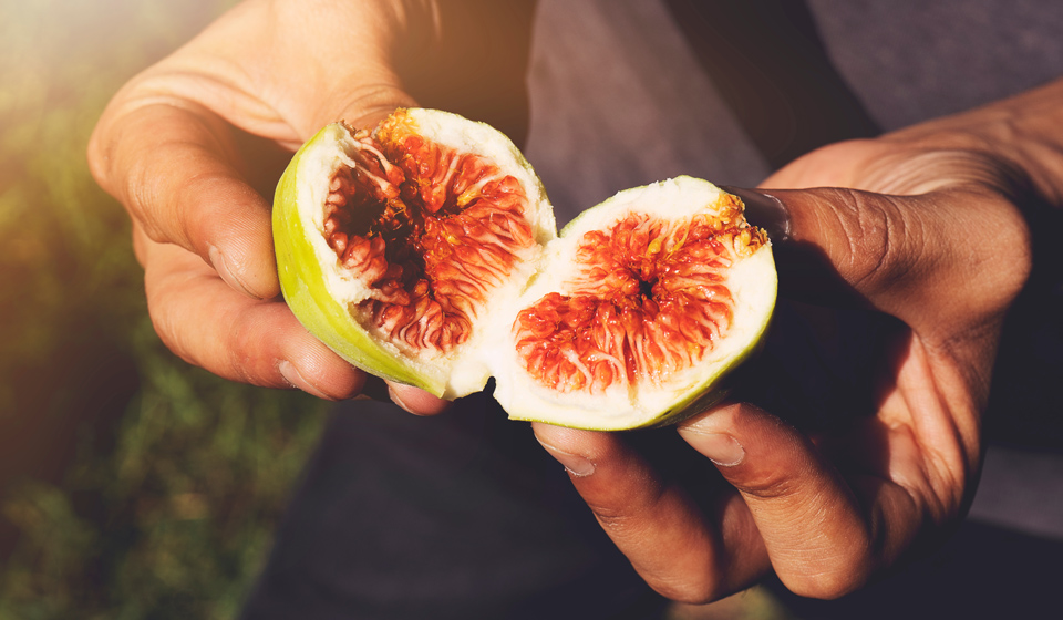 Zajímavá fakta o fících