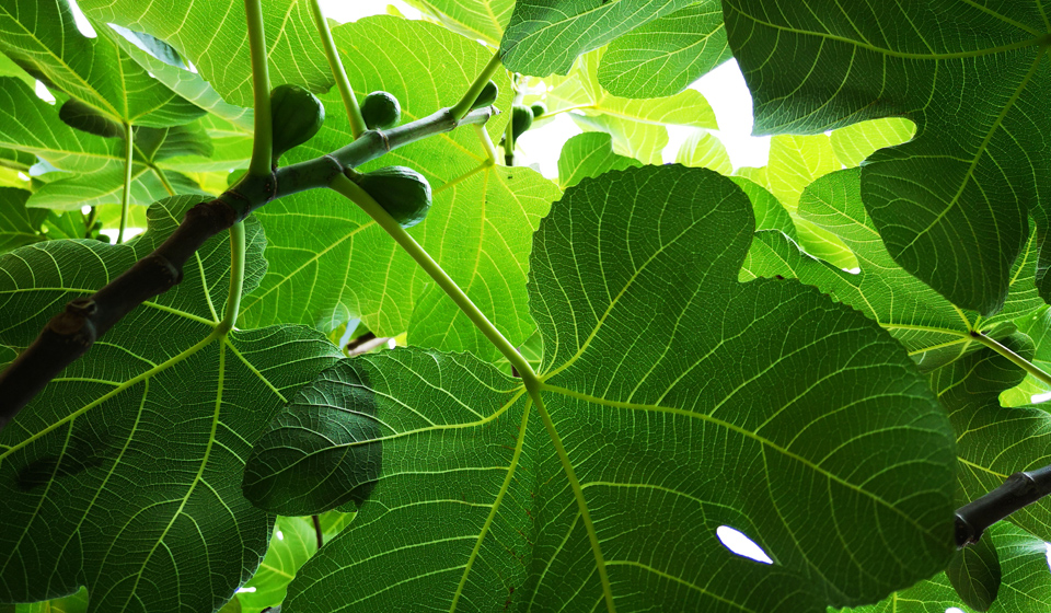 Léčivé vlastnosti fíkových listů