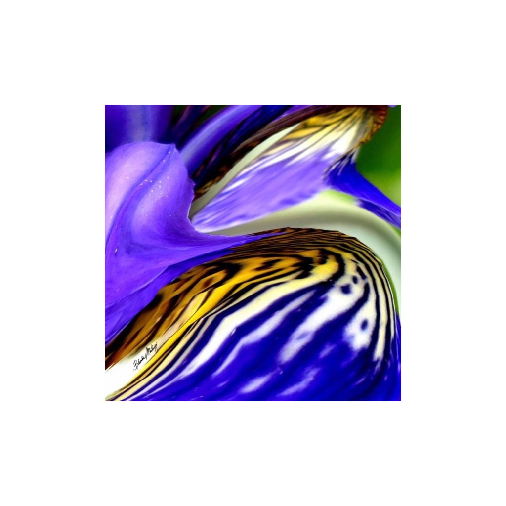 Iris small scarf blanka matragi