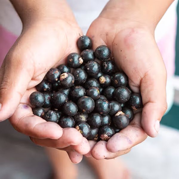 Acai - účinky, rizika a kompletní nutriční profil