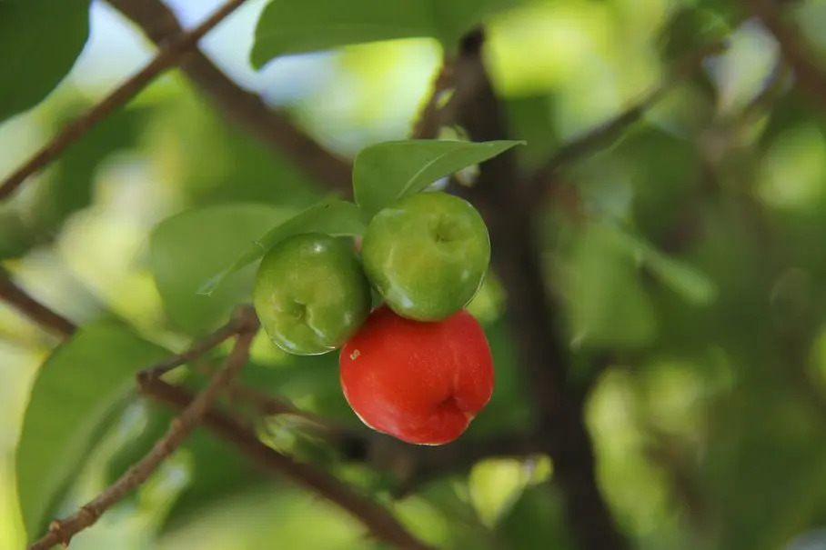 Acerola - účinky, rizika a kompletní nutriční profil