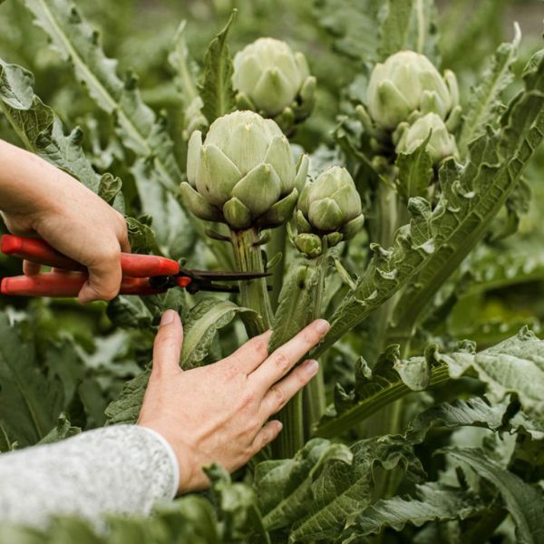 Artyčok a extrakt z artyčoku: Potvrzené zdravotní účinky na játra, cukr, cholesterol a další