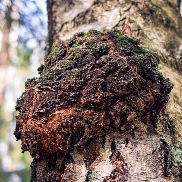 Chaga (Čaga sibiřská, Rezavec šikmý) – účinky na zdraví, dávkování a kompletní nutriční profil