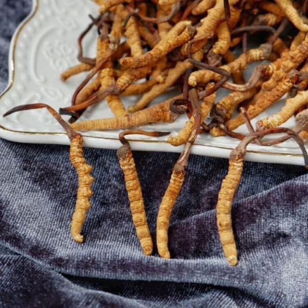 Cordyceps – účinky, rizika a kompletní nutriční profil