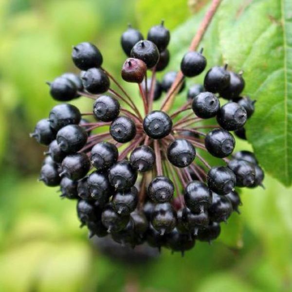 Eleuterokok ostnitý (Sibiřský ženšen) - pozitivní účinky na imunitu, výkon a kondici potvrzené vědci