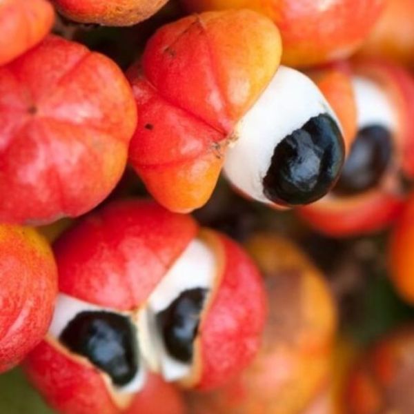 Guarana podpoří bdělost, soustředěnost, paměť, hubnutí i zdraví srdce a očí (podloženo studiemi)