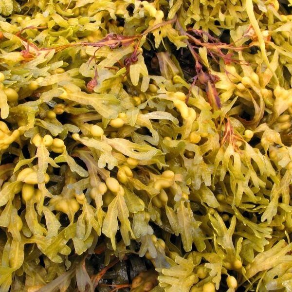 Kelp (Ascophyllum nodosum), štítná žláza, správný vývoj dítěte a další vědecky potvrzené zdravotní účinky