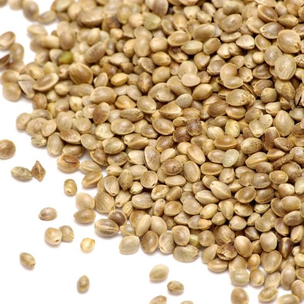 Konopné semínko - účinky, rizika a kompletní nutriční profil