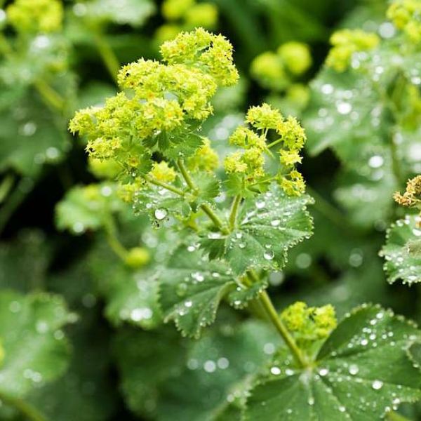 Kontryhel obecný (Alchemilla vulgaris) jako "nejlepší přítel žen": Vědecky potvrzené účinky na ženské intimní zdraví (menstruační komfort a menopauza)