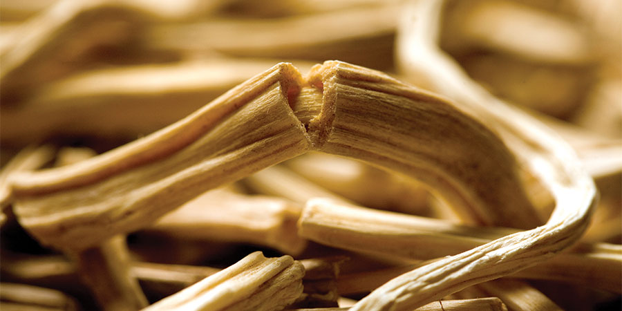 Shatawari (Chřest hroznovitý): Kořen na téměř všechny ženské a mužské intimní problémy