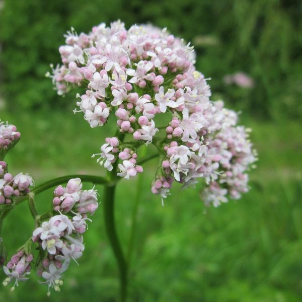 Kozlík lékařský pro klidné nervy, hluboký spánek i zdravé trávení