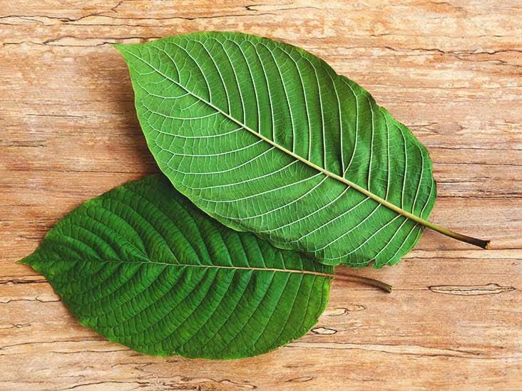 Kratom - účinky, rizika a kompletní nutriční profil