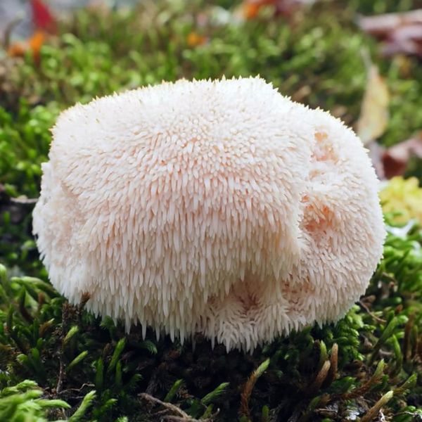 Medicinální houby - druhy, zdravotní benefity a účinky, užívání