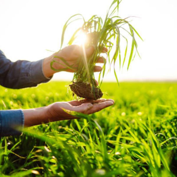 33 důvodů, proč pít mladou pšenici každý den