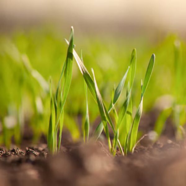 Mladá zelená pšenice - účinky, rizika a profil