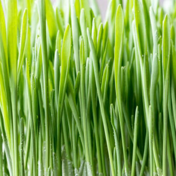 Zelený ječmen si můžete vypěstovat doma. Víme jak!