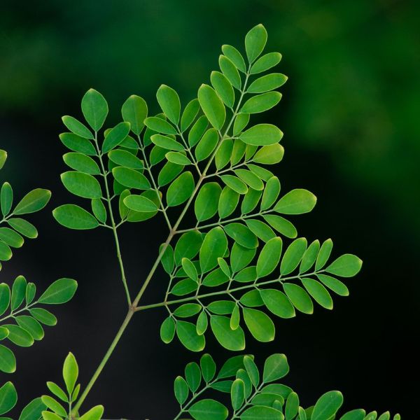 Moringa olejodárná - studiemi podepřené pozitivní účinky na zdraví a krásu pleti, vlasů a nehtů