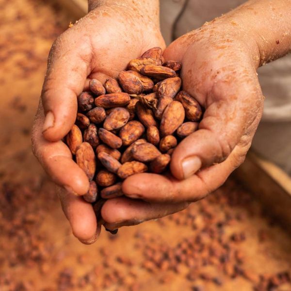 Nepražené kakaové boby - účinky, rizika a kompletní nutriční profil