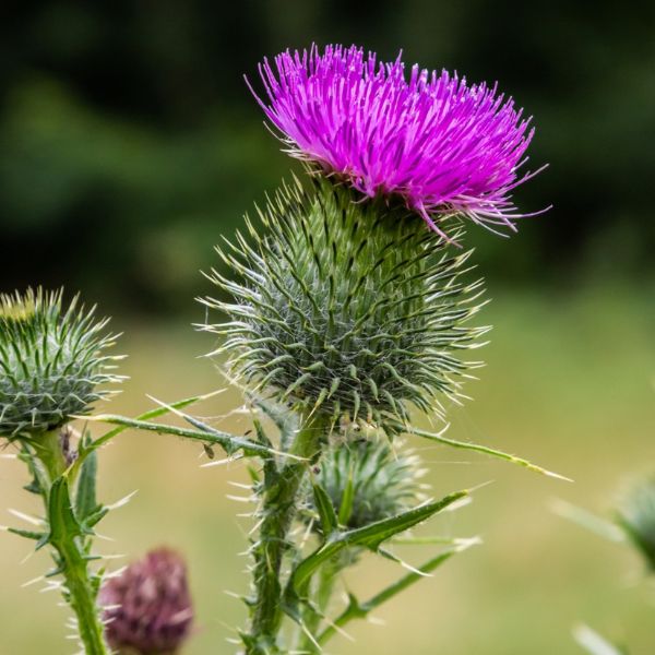 Ostropestřec mariánský - zdravotní účinky nenápadného bodláku potvrzené studiemi