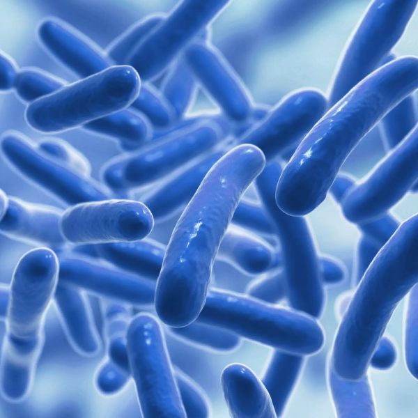 Probiotika na střeva a 14 významných přírodních zdrojů