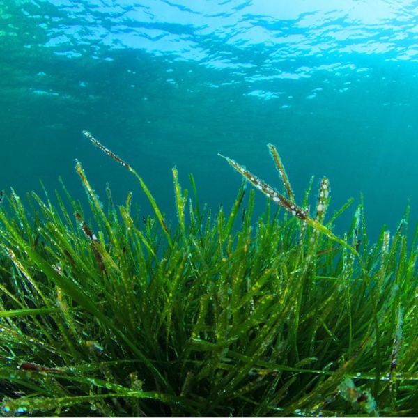 7 neprůstřelných důvodů, proč užívat chlorellu denně