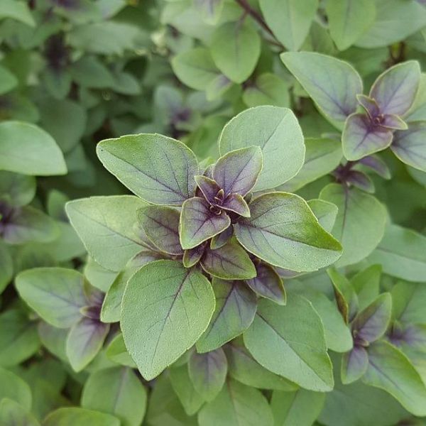 Tulsi - prospěšné účinky, možná rizika a dávkování Bazalky posvátné