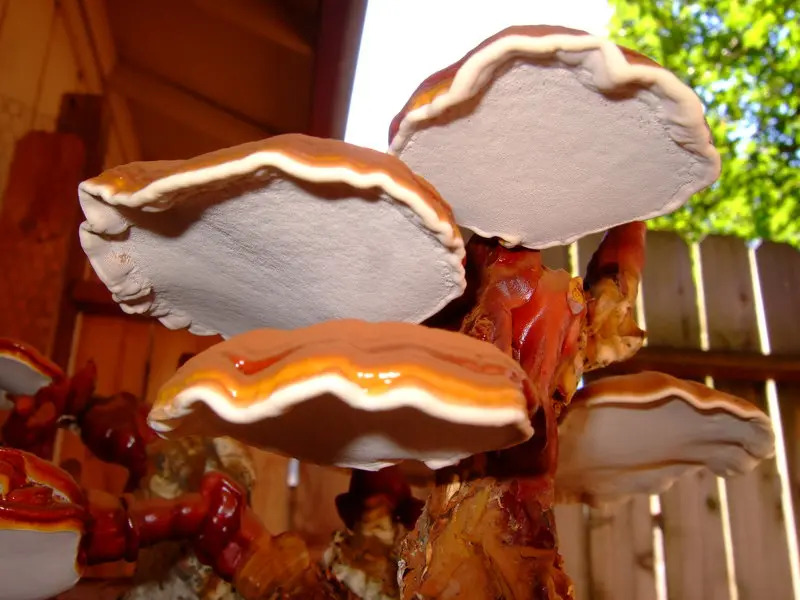Reishi – účinky, rizika a kompletní nutriční profil