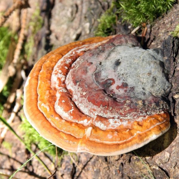 Houba reishi má příznivý vliv na střevní bakterie u myší, potvrzují vědci