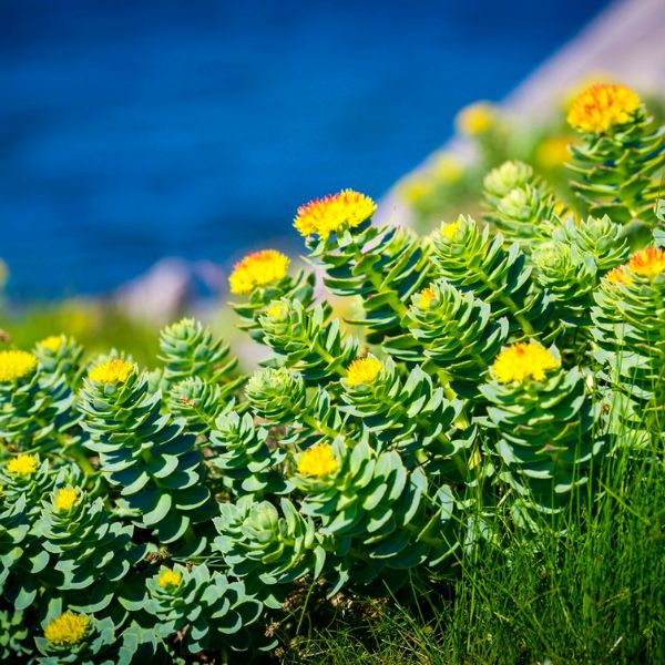 Rozchodnice růžová (Rhodiola rosea): Krásná květinka pro podporu mentální výkonnosti a tělesné kondice 🧠💪
