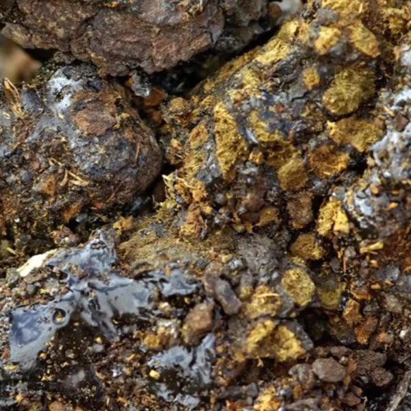 Shilajit: Zdraví prospěšná pryskyřice? Jak se jí a co dělá? 🪨