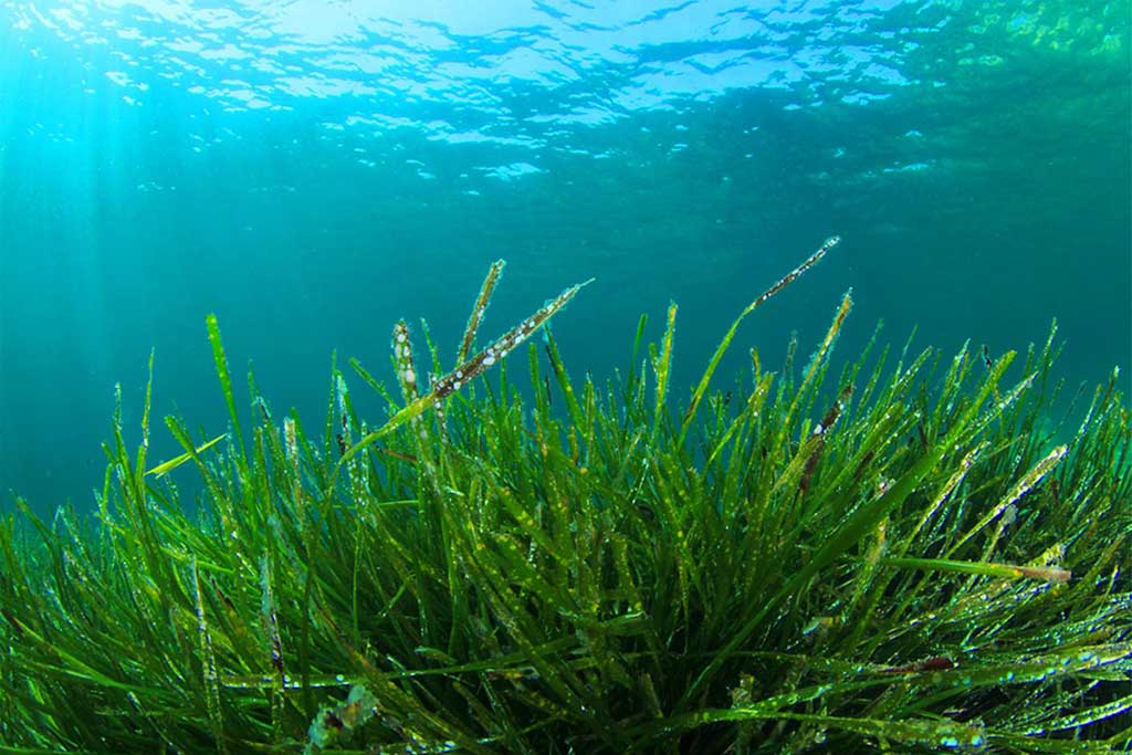 Spirulina roztahuje tepny a tím snižuje krevní tlak, potvrzuje studie