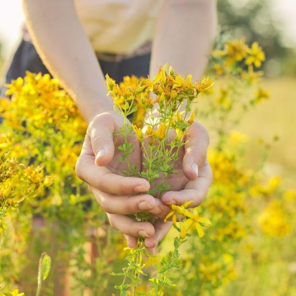 Třezalka tečkovaná - ta ti zvedne náladu (přírodní antidepresivum, rychlejší hojení ran, tlumení příznaků menopauzy)