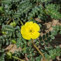 Tribulus terrestris (Kotvičník zemní): Cenná soupiska potvrzených účinků i rizik