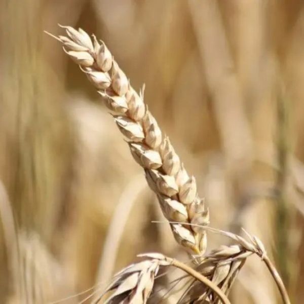 Sacharidy: Proč a kolik jich potřebujeme pro zdravý život a podporu hubnutí?