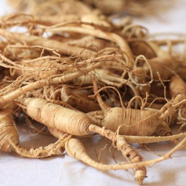 Ženšen pravý (Panax ginseng, Všehoj ženšenový): Vědecky podložené pozitivní účinky, vedlejší účinky a dávkování