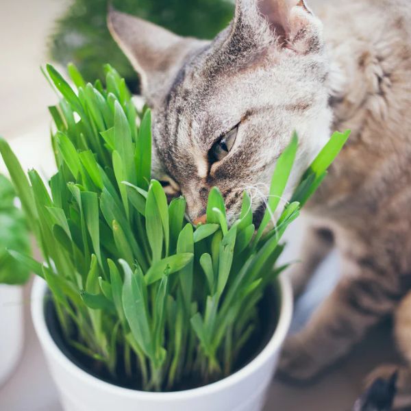 Zelené potraviny a zvířata - mohou je užívat a proč?